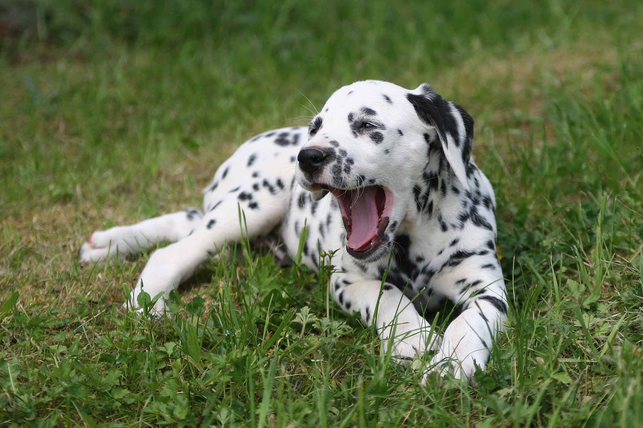 Dalmatian hound mix
